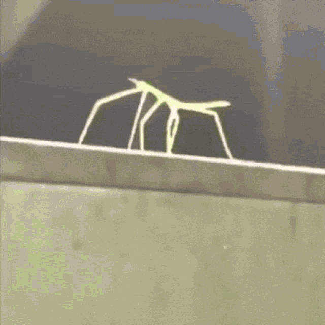 Stickbug